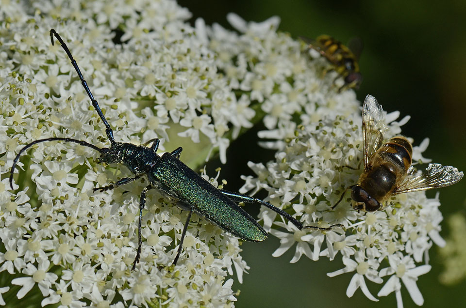 Cerambycidae: Aromia moschata